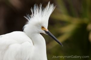 Josh Manring Photographer Decor Wall Art -  Florida Birds Everglades -3.jpg